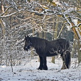 Winter in Lommel